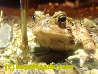 /home//u458753944/public_html/sourcegallery/////////////Roxborough Toad Detour/2023/2023-04-01/P4010652.JPG
